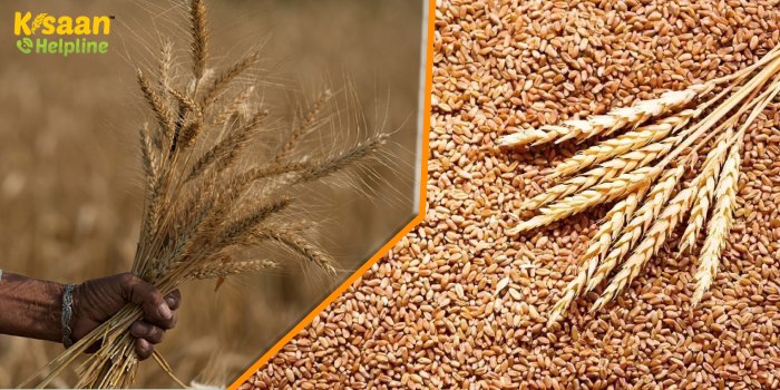 जानिए सबसे पौष्टिक गेहूं की किस्म (पूसा यशस्वी) एचडी 3226 के बारे में